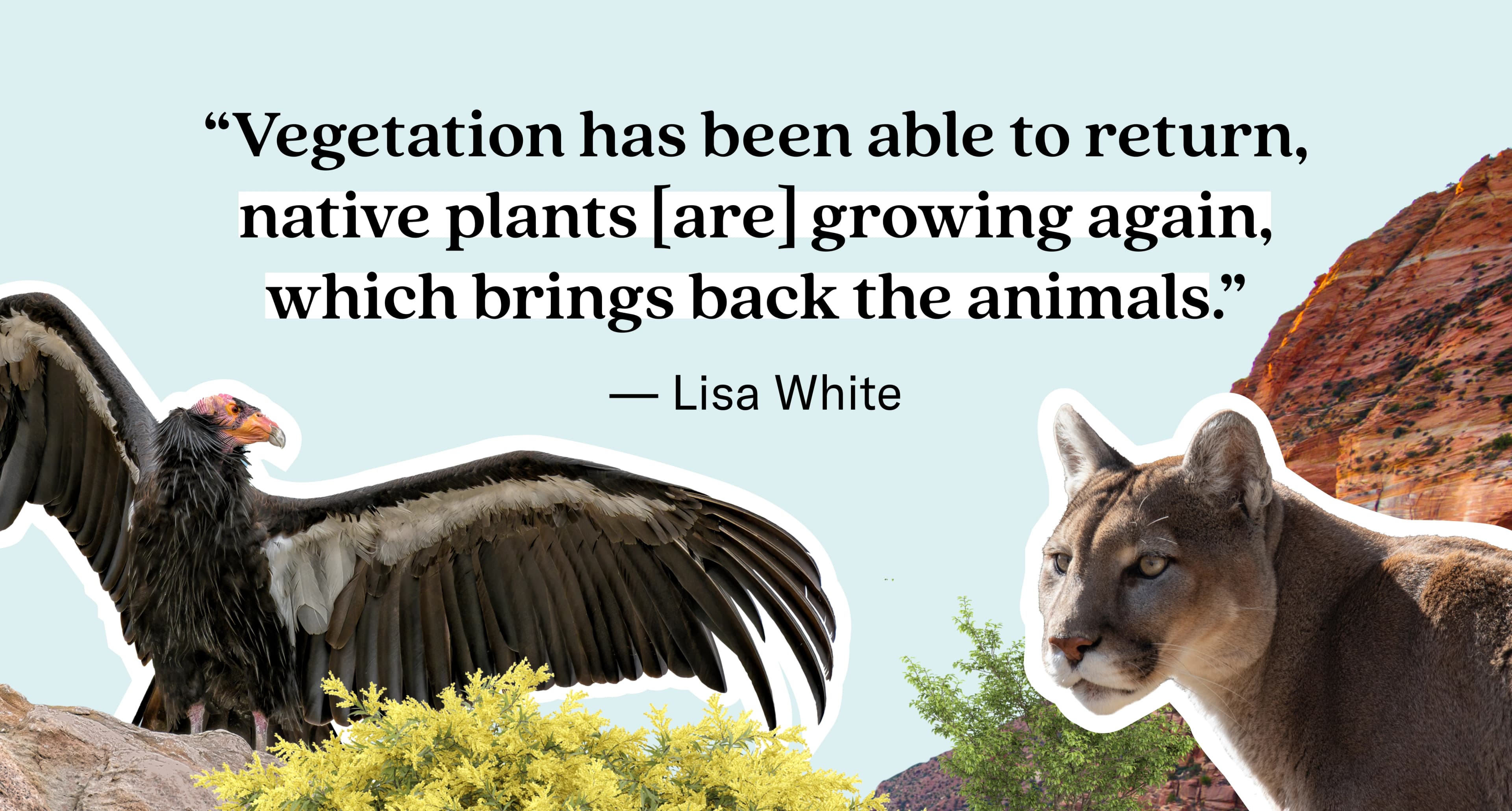 A California condor and a mountain lion in a rocky landscape with a quote about vegetation and wildlife restoration by Lisa White.
