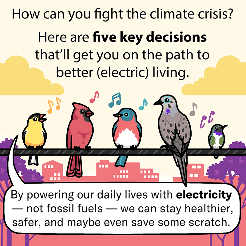 A colorful illustration with a pigeon, cardinal, songbird, hummingbird, and yellow finch sitting atop a power line