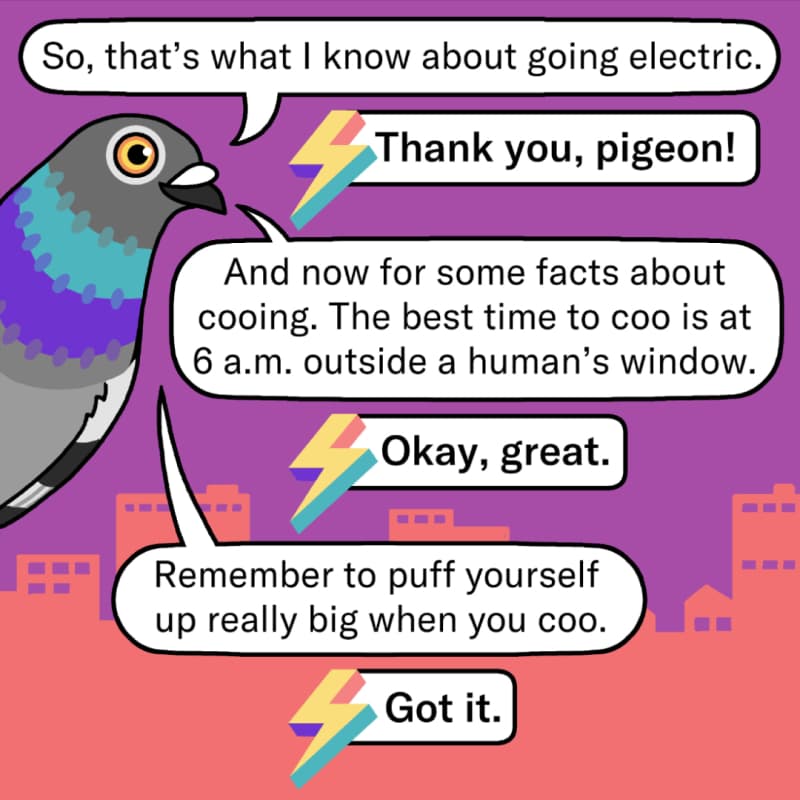 The pigeon and the Rewiring America logo speak to each other in speech bubbles. Pigeon: “So that’s what I know about going electric!” Rewiring America: “Thank you, pigeon!” Pigeon: “And now for some facts about cooing. The best time to coo is at 6 a.m. outside a human’s window.” Rewiring America: “Okay, great.” Pigeon: “Remember to puff yourself up really big when you coo.” Rewiring America: “Got it.”