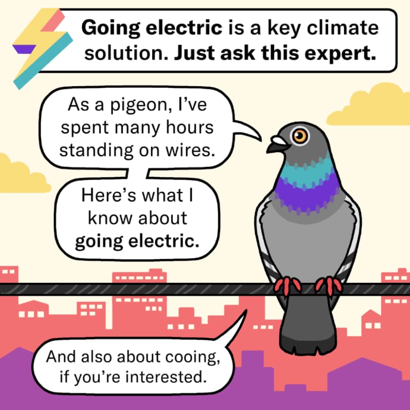 An illustrated pigeon perched on a wire with a city skyline behind them. The Rewiring America lightning bolt has a caption beside it that says, “Going electric is a key climate solution. Just ask this expert.” The pigeon says, “As a pigeon, I’ve spent many hours standing on wires. Here’s what I know about going electric. And also about cooing, if you’re interested.”